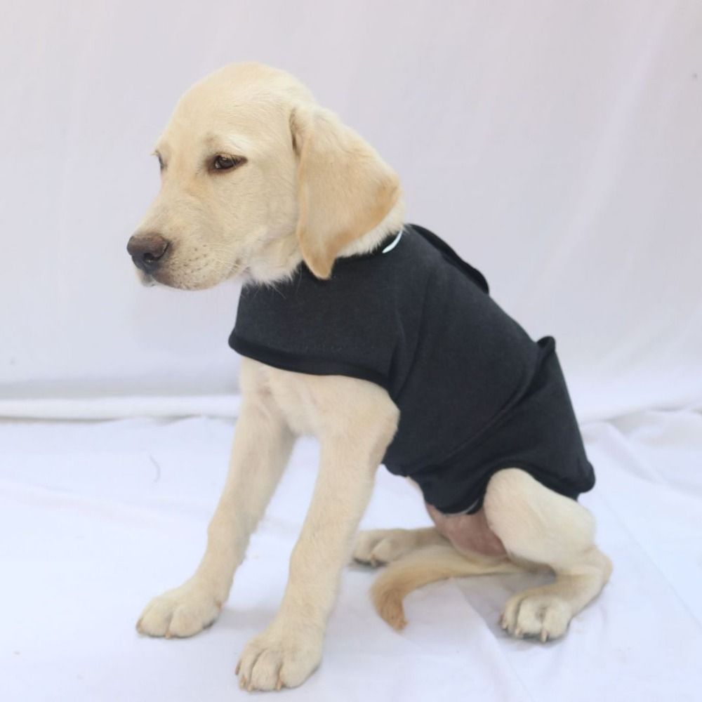 Теплый жилет для домашних живо – обзор и цена Dog Anxiety Vest
